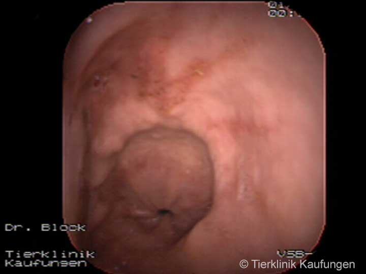 Gastroskopie Blick auf den Magenausgang eines Pferde mit Entzündungen der Magenschleimhaut