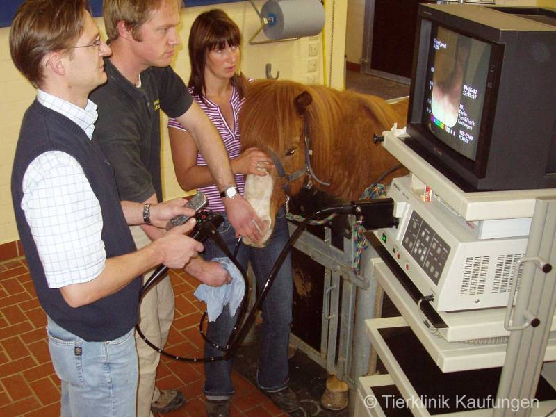 Bronchoskopie Pferd Kosten