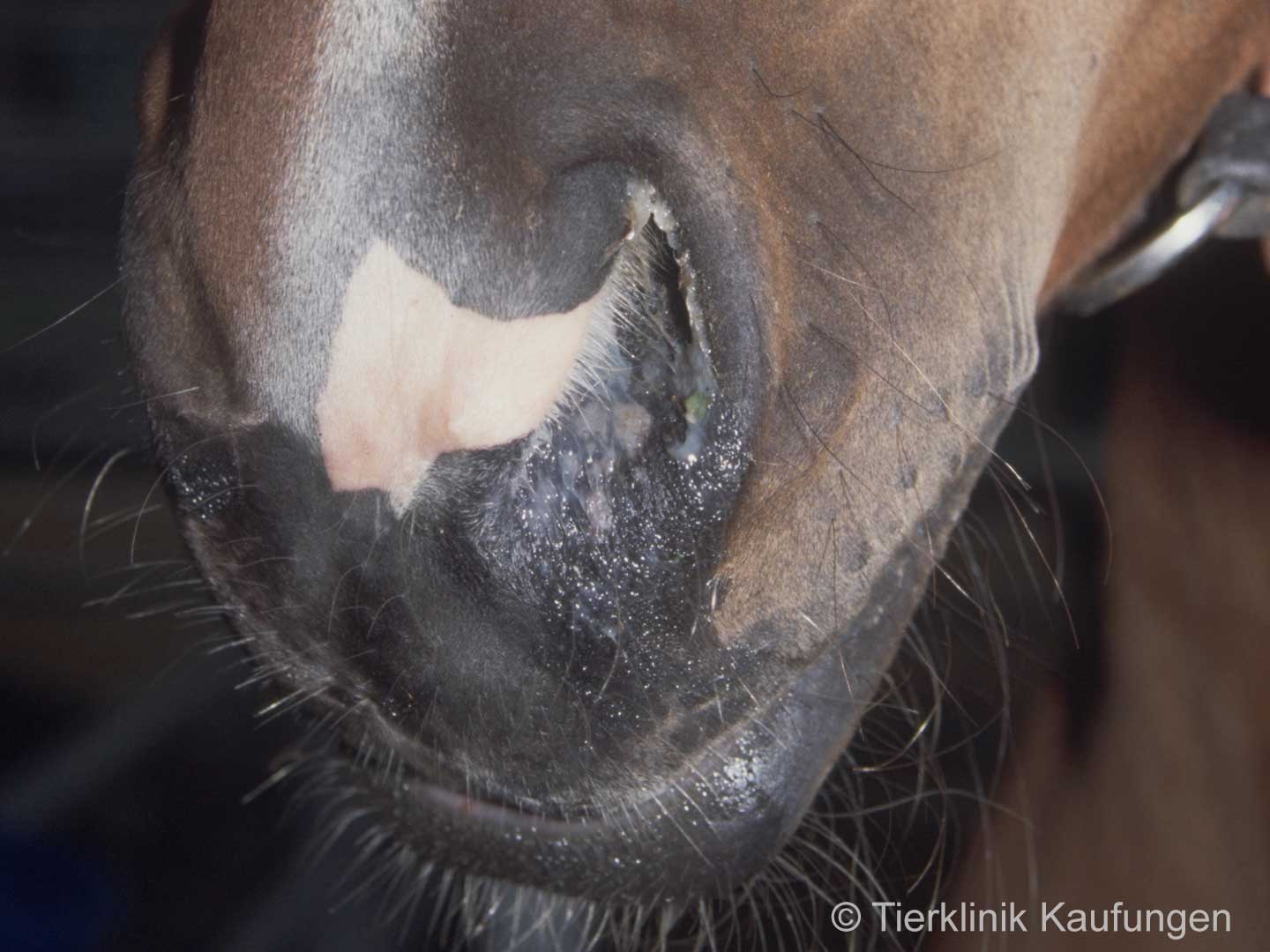 Pferd mit Bronchitis Nasenausfluss