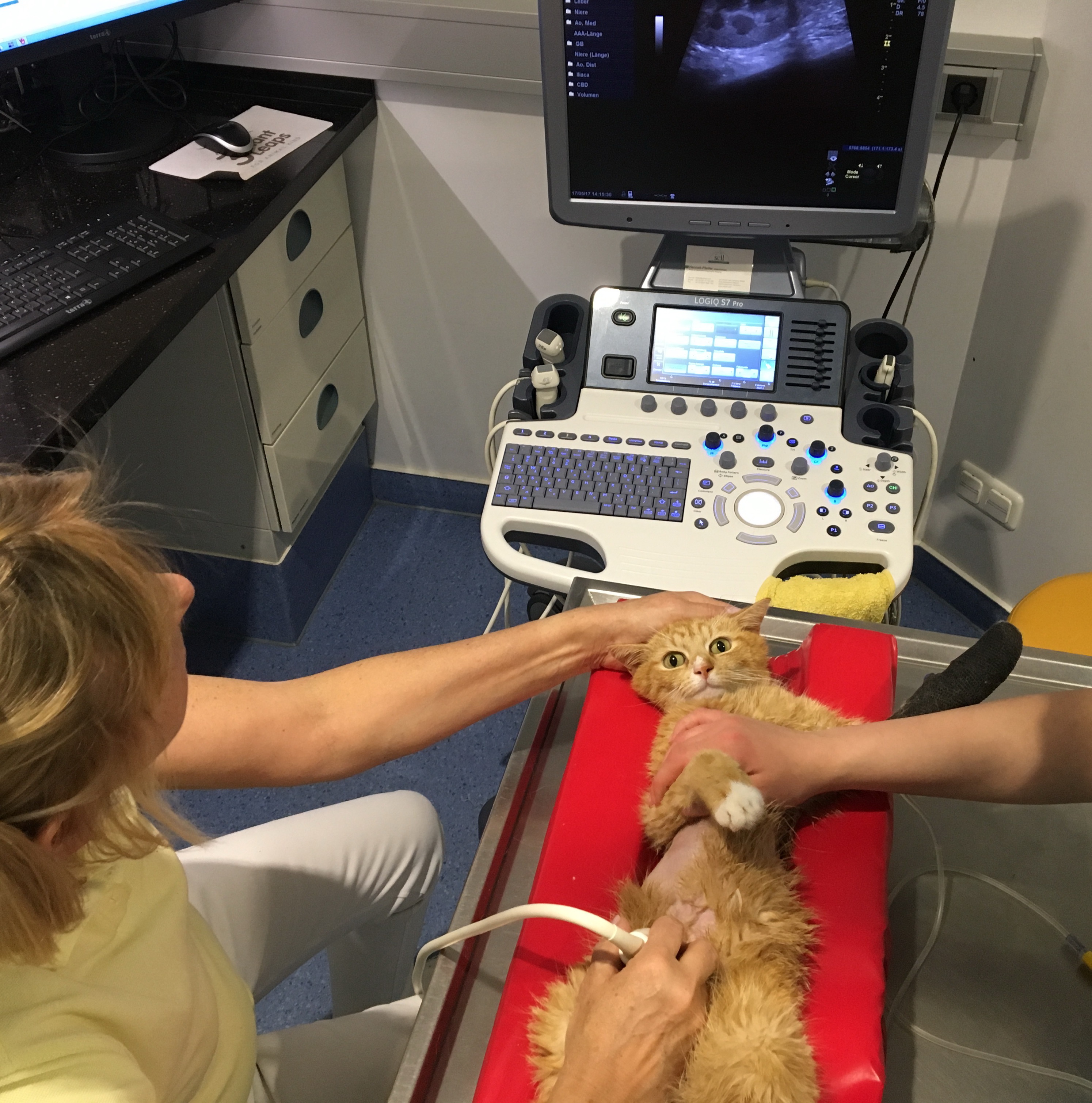 Katze Ultraschall Katzenfreundliche Klinik