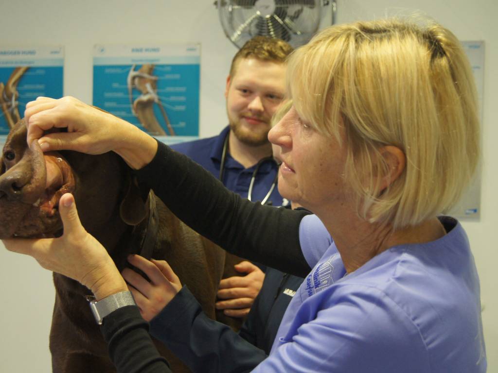 Klinische Untersuchung beim Hund