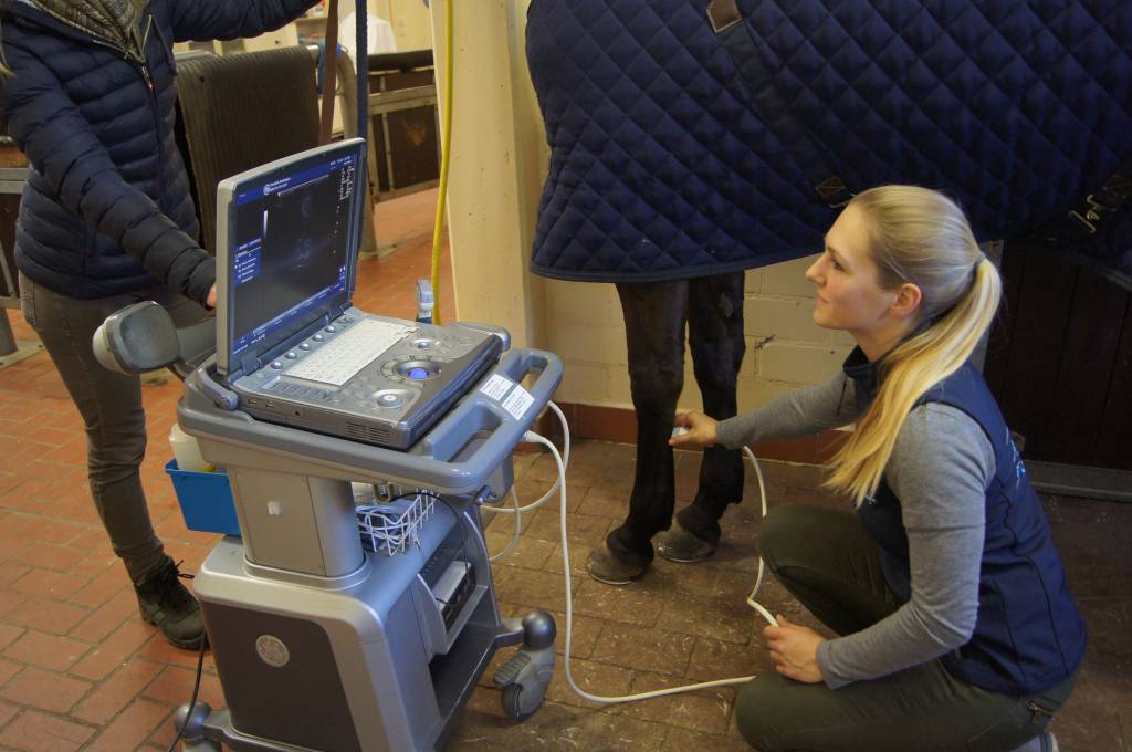 Ultraschall der Sehnen eines Pferdes Ultraschall der Sehnen eines Pferdes