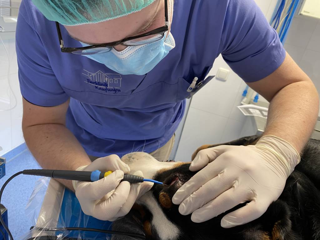 Distichiasis, Entfernung mittels Elektrochirurgiegerät Distichiasis, Entfernung mittels Elektrochirurgiegerät