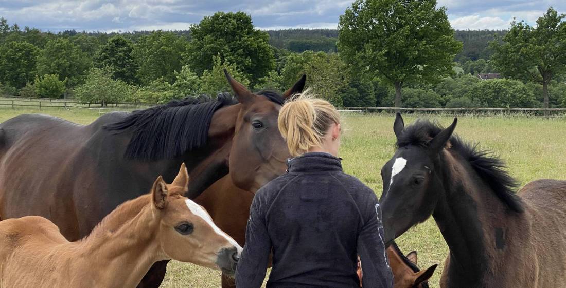 Herde mit Fohlen auf der Weide Herde mit Fohlen auf der Weide