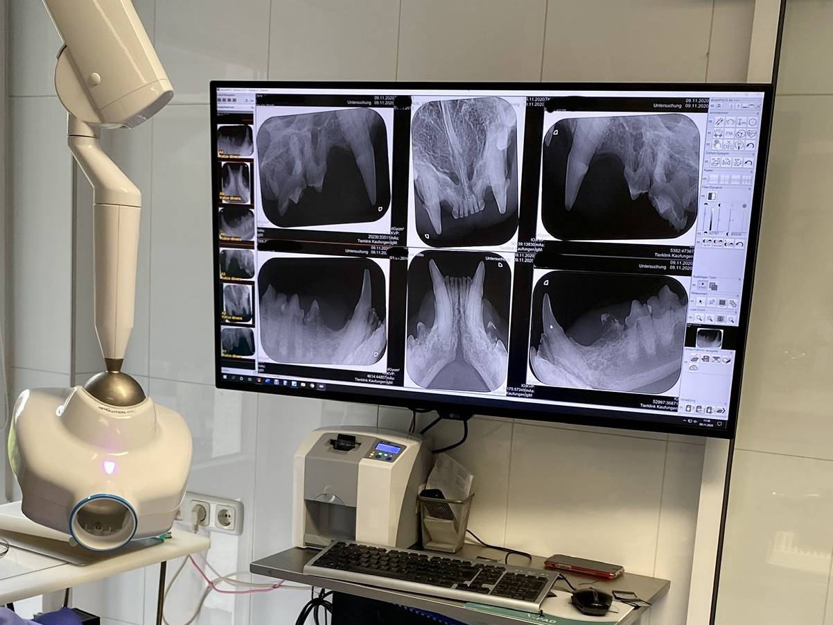 Zahnröntgen Aufnahmen Tierklinik