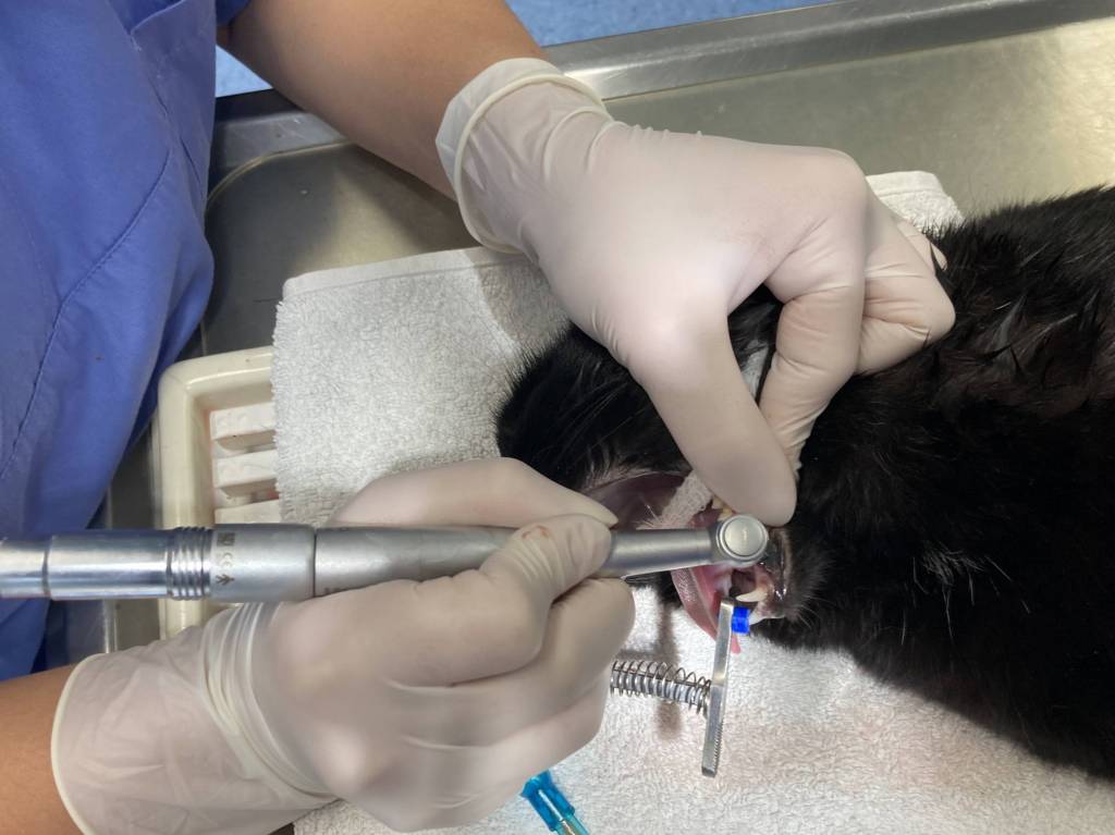 Zahnbehandlung bei einer Katze